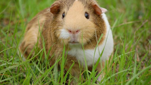 Hewan Peliharaan Lucu