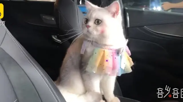 Jadi Model Mobil di Pameran Otomotif, Kucing Ini Raup Pendapatan hingga Rp 22 Juta