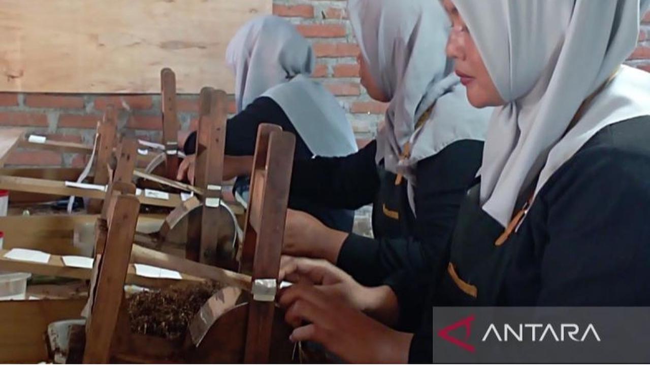 Produksi Rokok di Aceh Meningkat Pesat: Haba Rokok sebagai Contoh Kesuksesan
