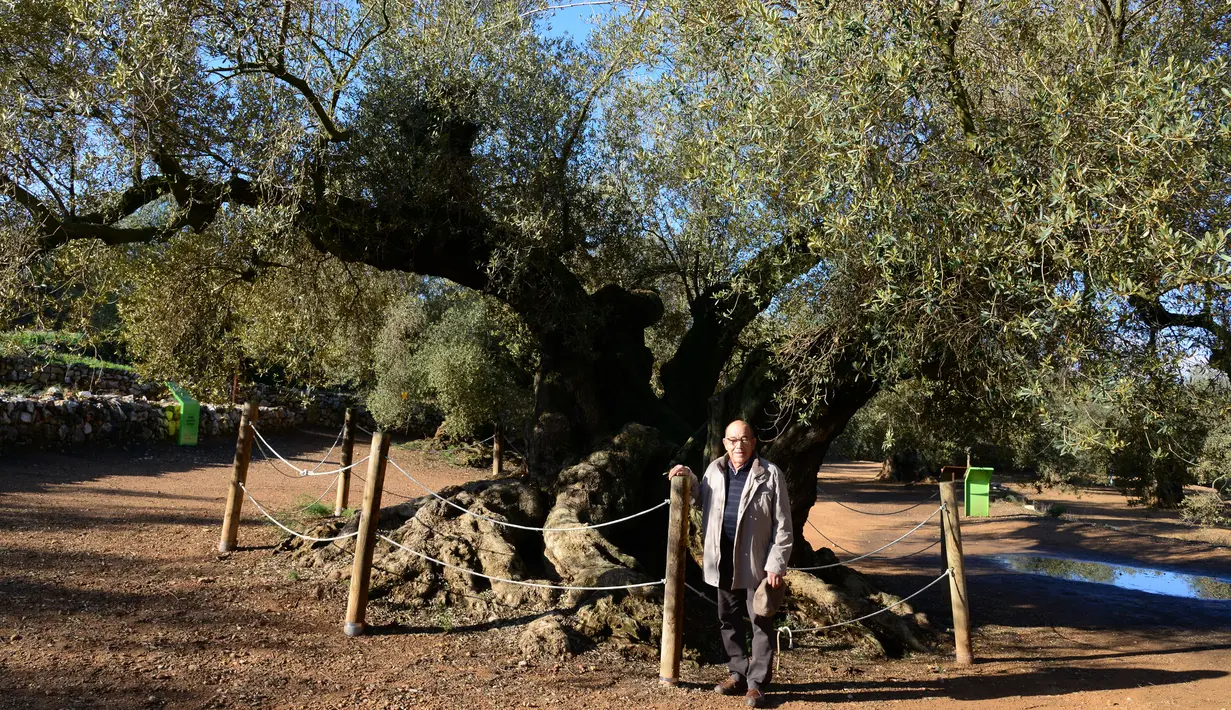 Pemilik kebun Joan Prota berpose di depan pohon zaitun tertuanya di Uldecona, Spanyol (6/12). Di perkebunan ini terdapat ribuan pohon zaitun yang berusia 1.000-2.000 tahun. (AFP Photo/Jose Jordan)