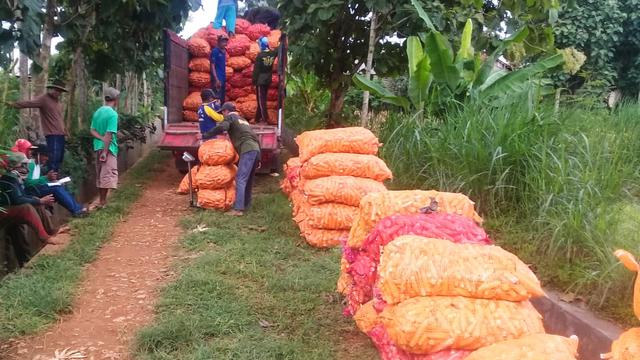 Petani Tuban Siapkan Ekspor Benih Jagung Hibrida ke Timor Leste