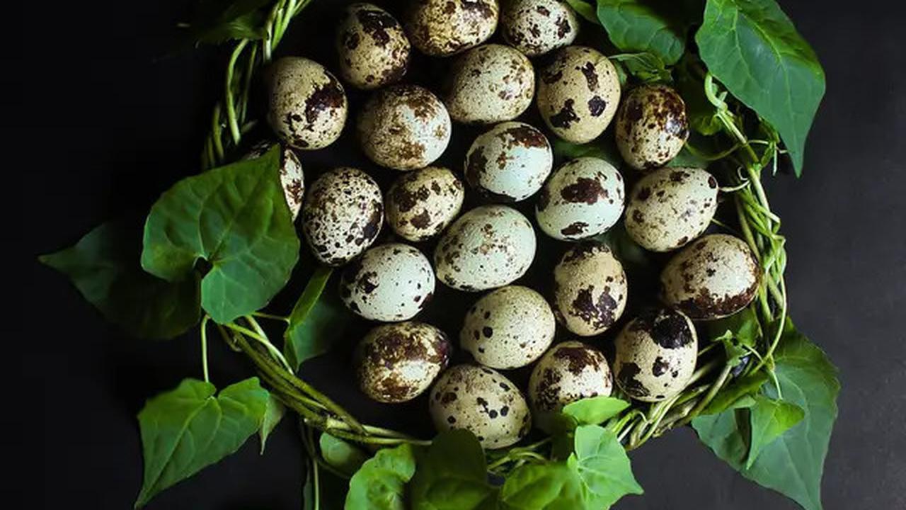 Cara Mudah Kupas Telur Puyuh dengan Cuka, Dijamin Mulus!