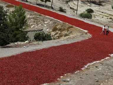 Petani berjalan di atas cabai yang tengah dijemur di jalan raya di Provinsi Kilis, Turki (29/8). Memanfaatkan sinar matahari dan jalan raya petani Petani di wilayah ini menjemur cabai sebelum dijual ke pabrik. (REUTERS/Umit Bektas)