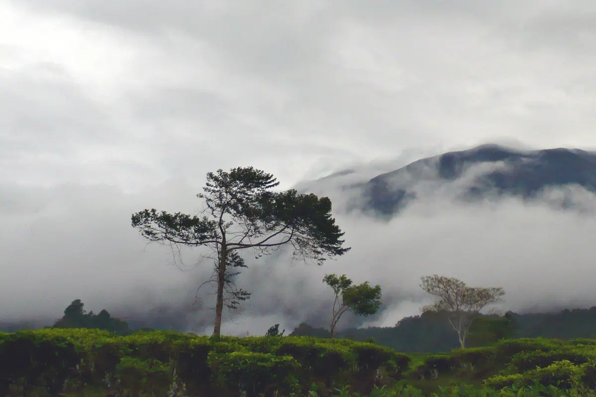 Petani Sawi Tanam Ganja di Kaki Gunung Gede