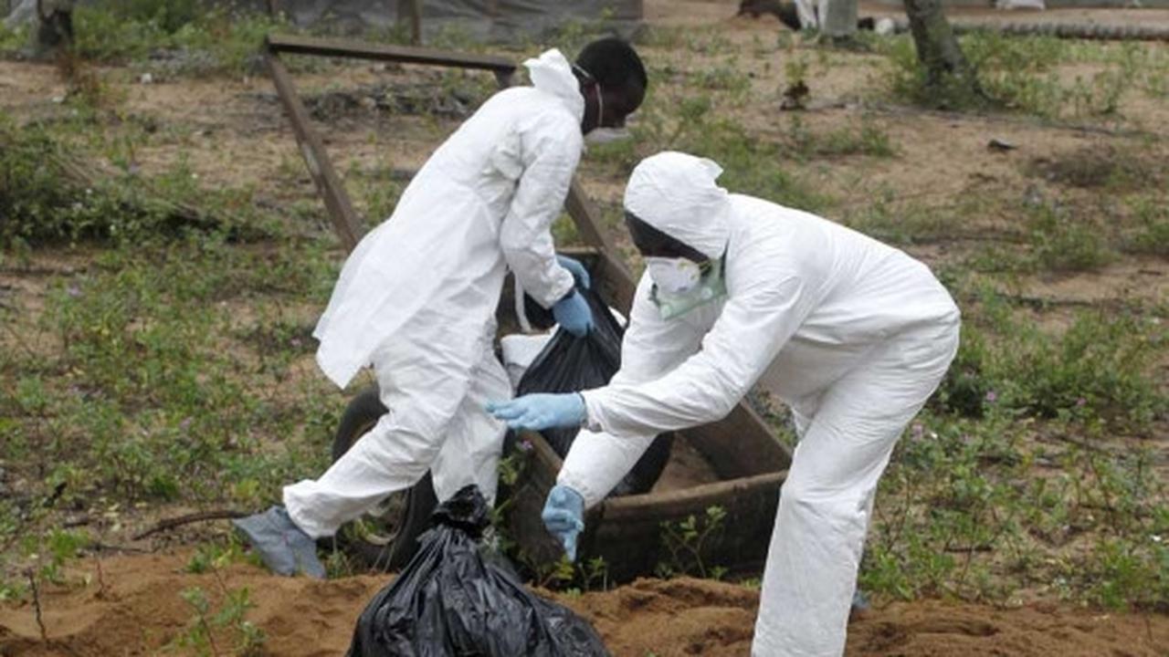 Wabah virus Flu Burung menyebar di Afrika