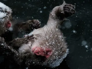 Monyet salju saat mandi di sumber air panas di Jigokudani Monkey Park, Prefektur Nagano, Jepang, Senin (18/1). Taman ini memiliki satu kolam air panas buatan manusia yang selalu dikerumuni monyet salju liar. (AFP PHOTO/Yasuyoshi CHIBA)