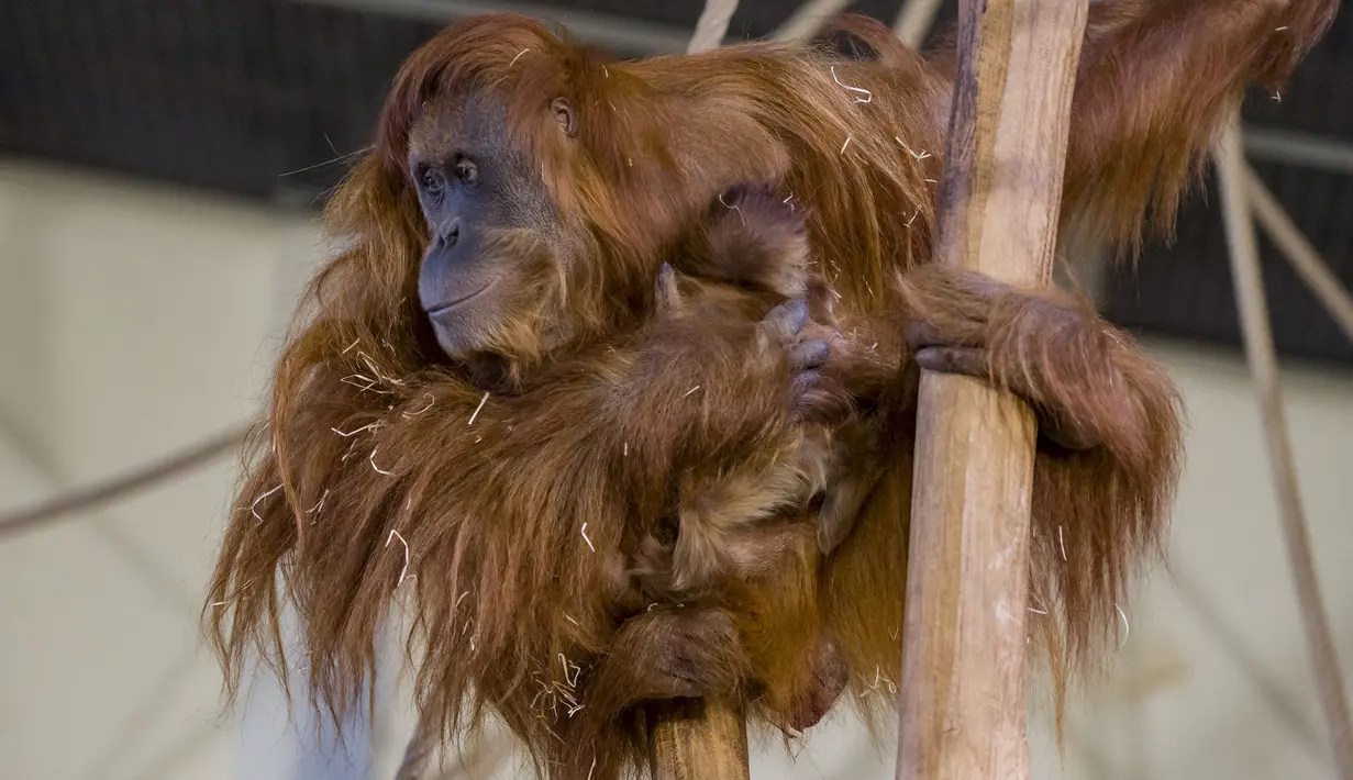 Foto ini diambil pada 28 Januari 2022, menunjukkan bayi orangutan berada di pelukan induknya Putri, di kandang mereka di Kebun Binatang Amneville di Amneville, Prancis timur. Bayi orangutan tersebut lahir pada 22 Januari lalu. (JEAN-CHRISTOPHE VERHAEGEN / AFP)