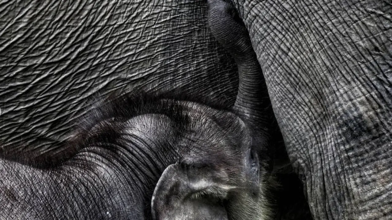 Gajah Sumatera (Foto: Fransisca Noni)
