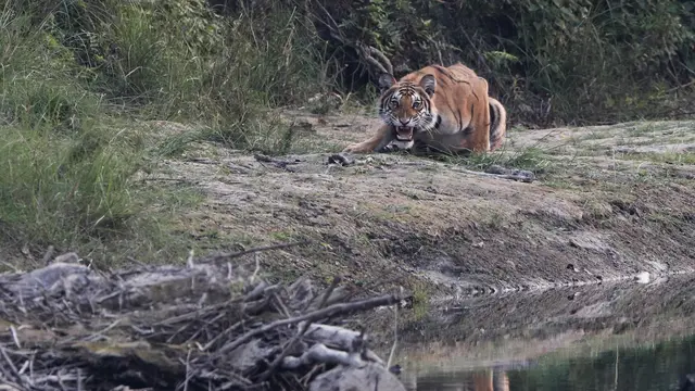 Melihat Satwa Liar di Taman Nasional Baridiya Nepal