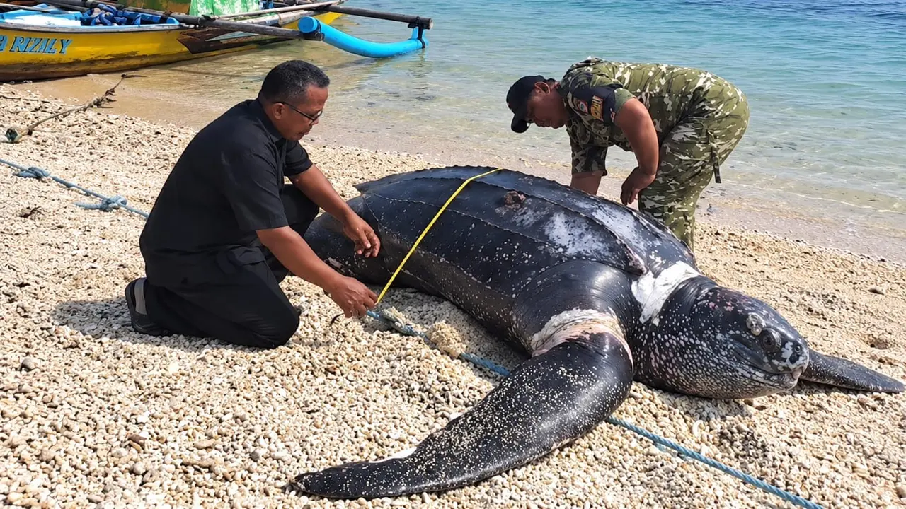 Penyu Belimbing mati di Sukabumi