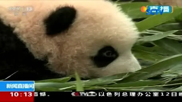 Bayi-bayi panda yang menggemaskan ini dikenalkan di hadapan publik.
