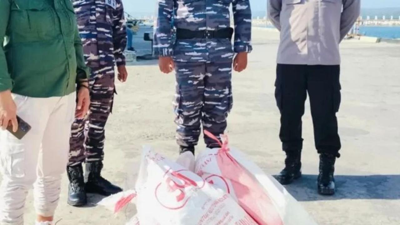 Fakta Unik Ketam Kenari: BKSDA Maluku Gagalkan Penyelundupan 33 Ekor Kepiting Darat Terbesar di Dunia di Saumlaki