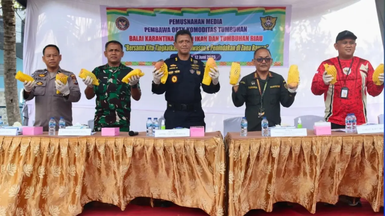 Bea Cukai Bengkalis bersama Badan Karantina Hewan, Ikan dan Tumbuhan Riau melaksanakan pemusanahan 25.920 kilogram mangga impor ilegal asal Batu Pahat, Malaysia. (Istimewa)
