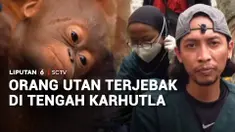 Ada dua individu orang utan, induk dan anak, terjebak di kebun warga yang berbatasan dengan area kebakaran hutan dan lahan. Orang utan diselamatkan petugas BKSDA Kalimantan Barat dan YIARI, lalu dibawa ke pusat rehabilitasi.