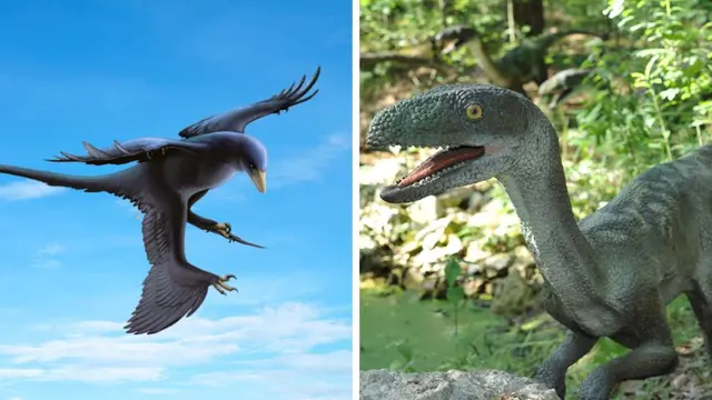 microraptor