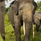 Gajah "Yongki" merupakan salah satu anggota flying squad di Taman Nasional Bukit Barisan Selatan (TNBBS), Lampung. Foto: wwf.or.id