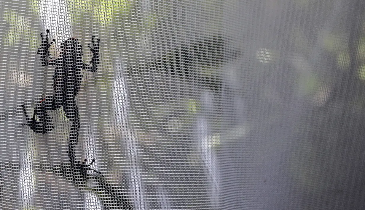 Seekor katak beracun (Oophaga Lehmanni) terlihat di laboratorium Cali Zoo Foundation sebelum dilepaskan, Cali, Kolombia, 1 Juni 2022. Di suatu tempat di Pasifik Kolombia, 29 spesimen pertama dilepaskan dengan mana repopulasinya diperkirakan akan dimulai. (Paola MAFLA/AFP)