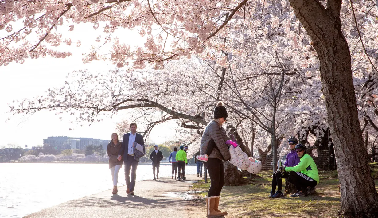 Sebuah keluarga bermain di bawah pohon sakura mekar di Tidal Basin, Washington, Minggu (22/3/2020). Karena virus corona, otoritas National Mall and Memorial Parks meletakkan papan tanda peringatan kepada wisatawan untuk tetap menjaga jarak sosial antar pengunjung. (AP/Jacquelyn Martin)