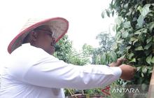 Pemprov Babel Genjot Produksi Lada, 195 Hektare Kebun Lada Petani Diremajakan
