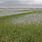 Foto aerial sawah terendam banjir di Desa Karangligar, Kecamatan Telukjambe Barat, Karawang, Jawa Barat, Kamis (10/2/2021).  Banjir di Desa Karangligar akibat meluapnya sungai Citarum dan Cibeet membuat ratusan rumah terendam banjir dan ratusan hektar sawah. (Liputan6.com/Herman Zakharia)