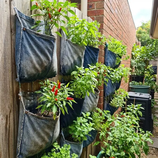 Ide Kebun Cabai Rawit dan Sayur Zero Waste Solusi Mandiri Pangan