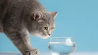Cukup beri kucing air putih. (Foto: Freepik)