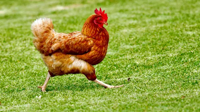 Ilustrasi ayam, hewan ovipar