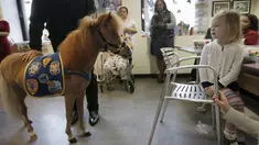 Handler Jorge Garcia - Bengochea memegang kuda poni dari Gentle Carousel Horses Miniatur Therapy saat kunjungan di Rumah Sakit anak Kravis, New York City, (16/3). Kuda ini nantinya akan menghibur para pasien rumah sakit ini. (REUTERS / Mike Segar)