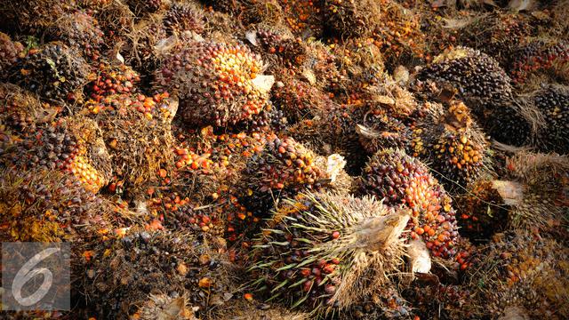 20160308-Ilustrasi-Kelapa-Sawit-iStockphoto