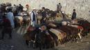 Pedagang memajang hewan ternak yang dijual jelang Hari Raya Idul Adha di Kabul, Afghanistan, Senin (27/7/2020). Idul Adha memperingati kisah Nabi Ibrahim atas kesediaan untuk mengorbankan putranya sebagai kepatuhan kepada Tuhan. (AP Photo/Rahmat Gul)