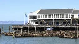 Ratusan singa laut tiba-tiba muncul di Dermaga 39 di San Fransisco, California, dalam sepekan terakhir, menurut laporan setempat. (Yuri Avila/San Francisco Chronicle via AP)