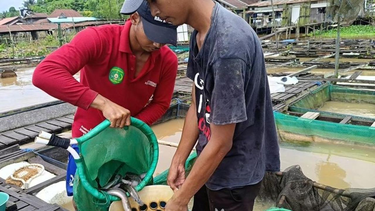 Metode Keramba Jaring Apung Dongkrak Produksi Ikan Keramba Kaltim hingga 99 Ribu Ton