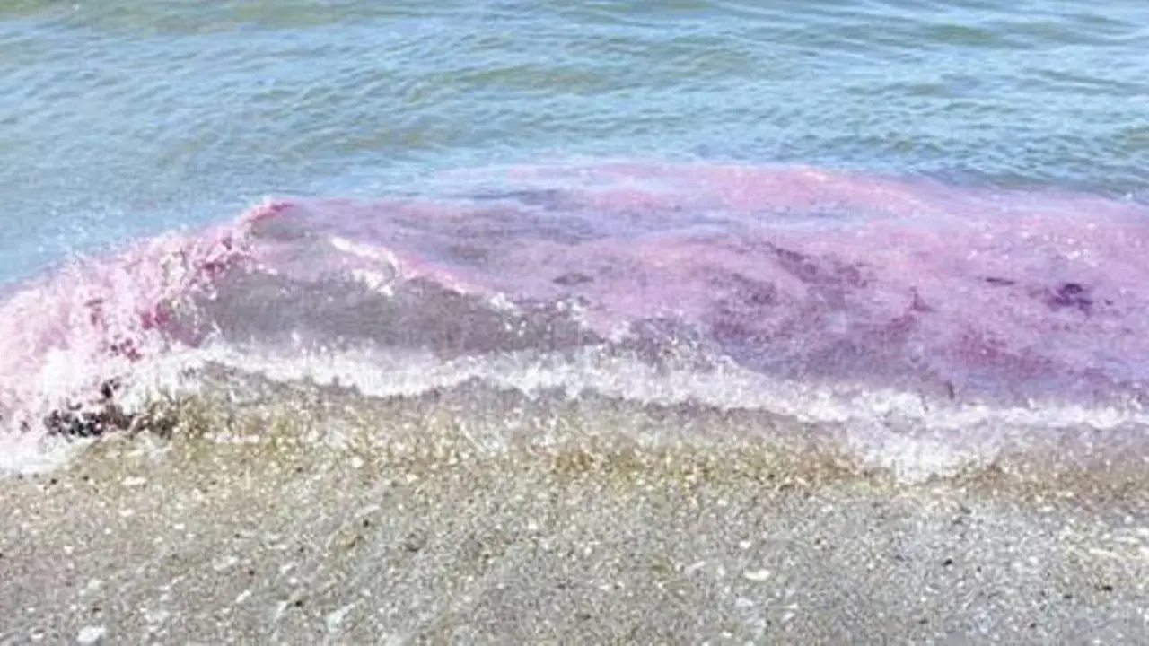 Cantik Namun Berbahaya, Ombak Ungu di Pantai Oregon