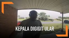 Seorang pria kaget bukan main setelah kepalanya digigit ular saat membuka pintu. Korban langsung dibawa ke rumah sakit dan bisa diselamatkan lantaran ular tak berbisa.