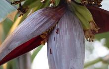 14 Manfaat Kesehatan Jantung Pisang atau Ontong, Tingkatkan Energi Hingga Turunkan Risiko Diabetes