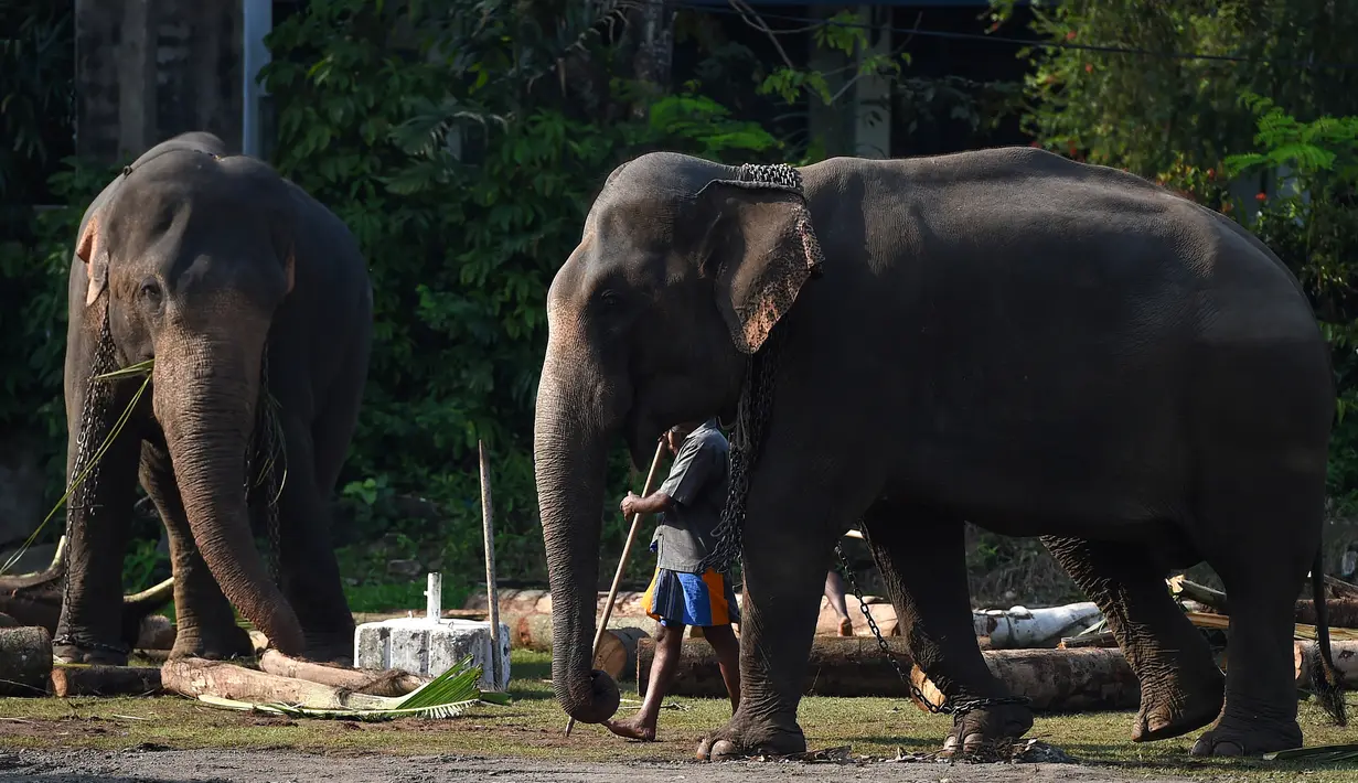 Gajah berjalan jelang festival Perahera di Kuil Gangaramaya, Sri Lanka (18/2). Sekitar 50 gajah dan ribuan penabuh genderang tradisional, penari, dan biksu telah berkumpul untuk berpartisipasi dalam prosesi Navam Buddhis. (AFP Photo/Ishara S. Kodikara)