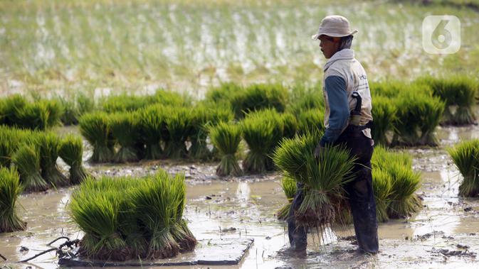 Petani menanam padi di sawah kawasan Tangerang, Banten, Jumat (7/8/2020). PDB pertanian tumbuh 16,24 persen pada triwulan-II 2020 (q to q), bahkan secara y0y sektor pertanian tetap berkontribusi positif yakni tumbuh 2,19 persen. (Liputan6.com/Angga Yuniar)