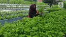 Warga kelompok tani Komplek AL Gandaria memanen sayuran di kebun Hidroponik di Radio Dalem, Jakarta, Senin (14/2/2022). Kebun yang dikelola mandiri warga ditanami sayuran kangkung, bayam brazil, seledri dan sawi ijo dengan rata-rata pendapatan sekitar Rp5 juta per bulan. (merdeka.com/Arie Basuki)