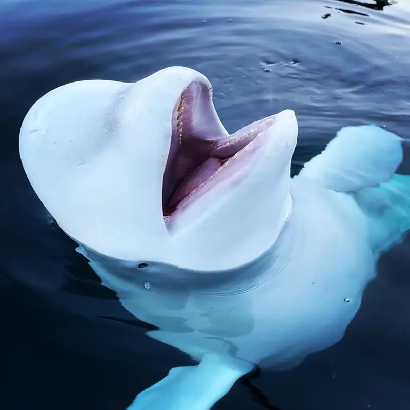 Kisah Paus Beluga Mata-Mata Rusia yang Bikin Norwegia Keluarkan Larangan untuk Mendekatinya