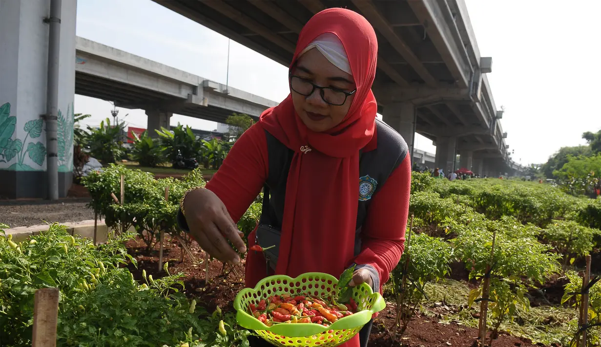 Selain untuk penghijauan, lahan tersebut ditanami dengan sayuran. (merdeka.com/Imam Buhori)
