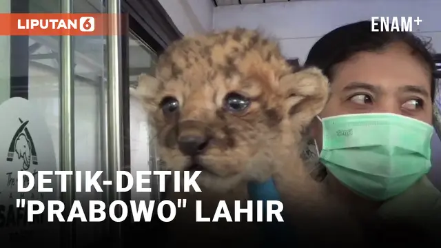 VIDEO: Bayi Singa Lahir di Taman Safari Indonesia, Bakal Dikasih Nama Prabowo