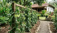 Cara Menanam Vanili di Rumah dengan Rambatan Sederhana, Cukup Gunakan Bahan yang Mudah Ditemukan