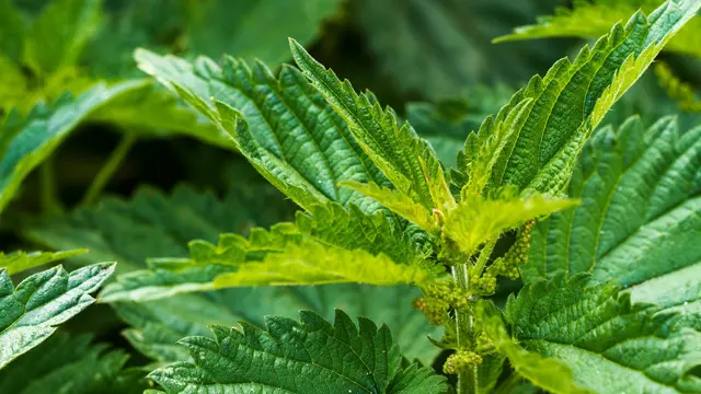 Daun jelatang. (Sumber: pixabay)