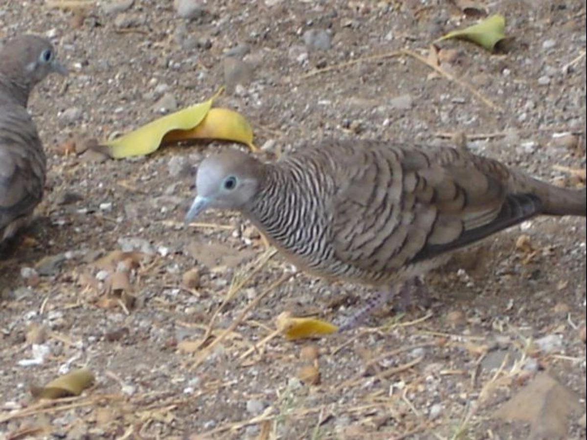 Cara Merawat Burung Perkutut