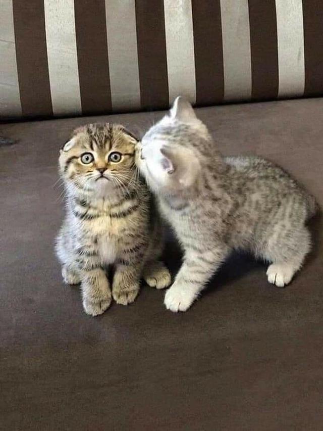 10 Potret Kocak Kucing Bucin sama Pasangannya Ini Bikin Iri