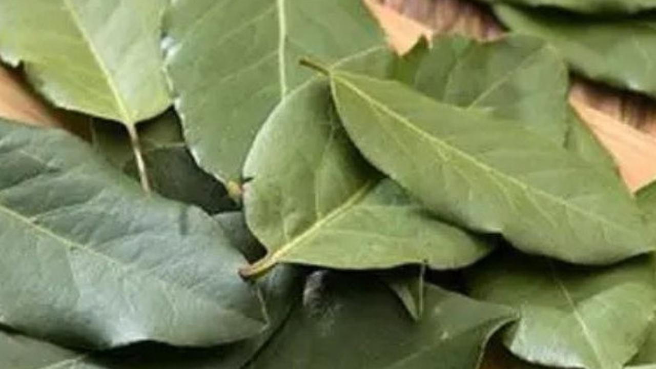 Daun Salam (Sumber: iStock)