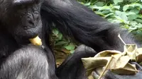 Cerdas, Simpanse Membuat Tas dari Daun untuk Membawa Makanannya