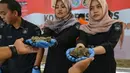 Petugas kepolisian memperlihatkan barang bukti sisik satwa trenggiling saat konferensi pers di Mapolresta Banda Aceh, Aceh, Rabu (21/8/2019). Sat Reskrim Polresta Banda Aceh mengamankan 6,3 kilogram sisik trenggiling dan 115 bulu landak. (CHAIDEER MAHYUDDIN/AFP)