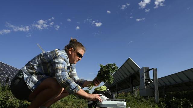 Penanaman di bawah panel surya