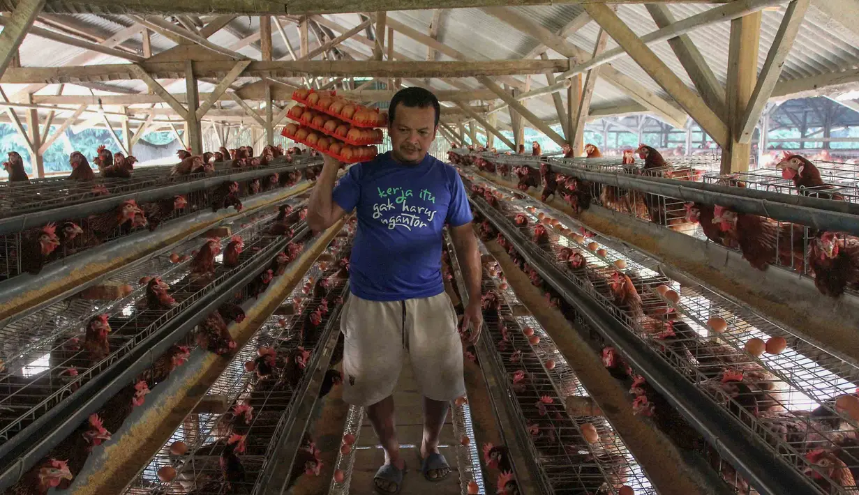 Peternak mengambil telur ayam ras pada sebuah peternakan ayam di kawasan Gunung Sindur, Bogor, Jawa Barat, Kamis  (09/07/2026).